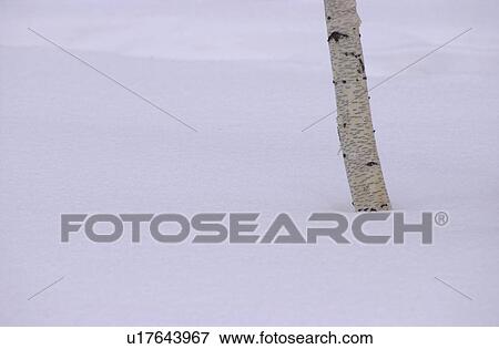 Winnipeg Manitoba, Canada Winter Scenes View Large Photo Image Stock Photo - Winnipeg Manitoba, Canada Winter Scenes. Fotosearch