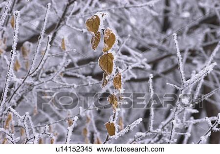 Stock Photography - Winnipeg Manitoba, Canada Winter Scenes. Fotosearch