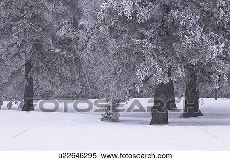 Stock Photography - Winnipeg Manitoba, Canada Winter Scenes. Fotosearch