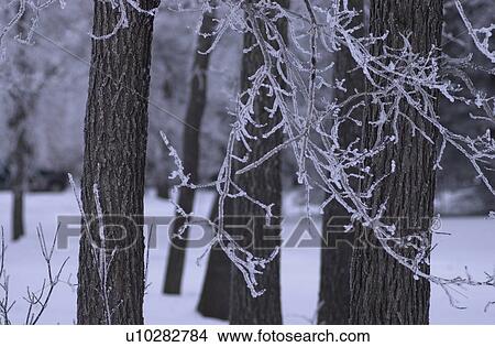 Picture - winter in Manitoba, prairie scene. Fotosearch