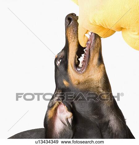 Stock Photo - Close-up of a Doberman Pinscher biting a cloth. Fotosearch