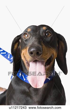 Stock Image - Close-up of a Doberman Pinscher panting. Fotosearch