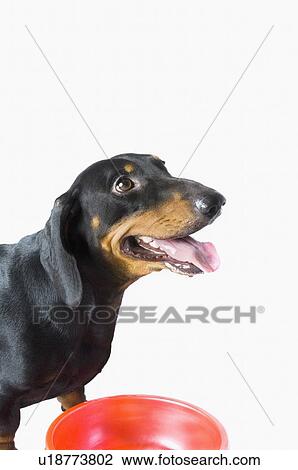 Close-up of a Doberman Pinscher panting View Large Photo Image Stock Image - Close-up of a Doberman Pinscher panting. Fotosearch