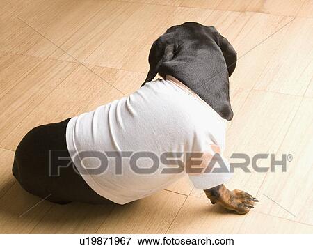 Close-up of a Doberman Pinscher sitting on the hardwood floor and wearing a t-shirt View Large Photo Image Stock Photo - Close-up of a Doberman Pinscher sitting on the hardwood floor and wearing a t-shirt. Fotosearch
