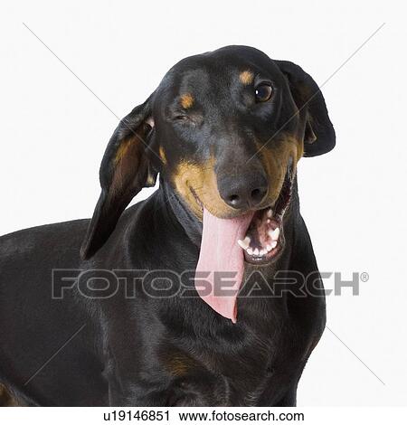 Close-up of a Doberman Pinscher sticking its tongue out and winking View Large Photo Image Stock Image - Close-up of a Doberman Pinscher sticking its tongue out and winking. Fotosearch