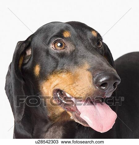 Stock Image - Close-up of a Doberman Pinscher sticking its tongue out. Fotosearch