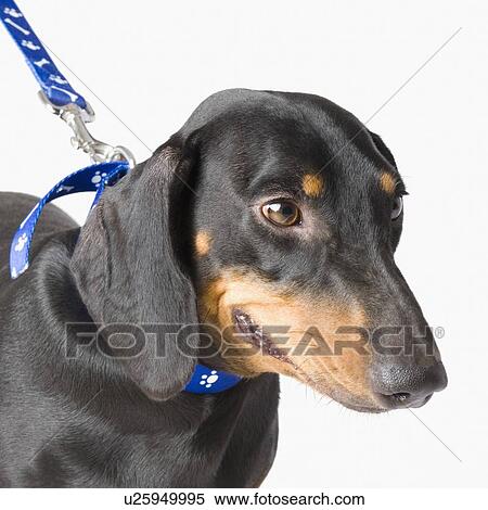 Stock Photography - Close-up of a Doberman Pinscher. Fotosearch