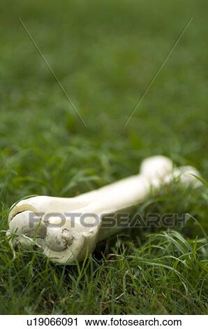 Close-up of a dog bone on grass View Large Photo Image Stock Image - Close-up of a dog bone on grass. Fotosearch
