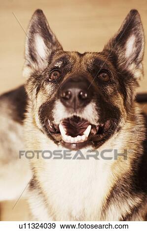 Stock Photo - Close-up of a German Shepherd barking. Fotosearch