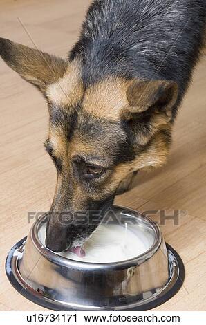 milk for german shepherd