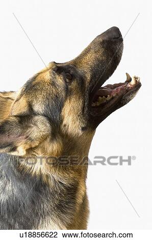 Close-up of a German Shepherd howling View Large Photo Image Stock Image - Close-up of a German Shepherd howling. Fotosearch