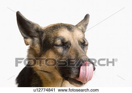 Close-up of a German Shepherd licking its nose View Large Photo Image Stock Image - Close-up of a German Shepherd licking its nose. Fotosearch