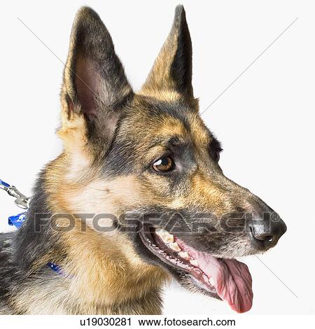 Close-up of a German Shepherd panting View Large Photo Image Stock Image - Close-up of a German Shepherd panting. Fotosearch