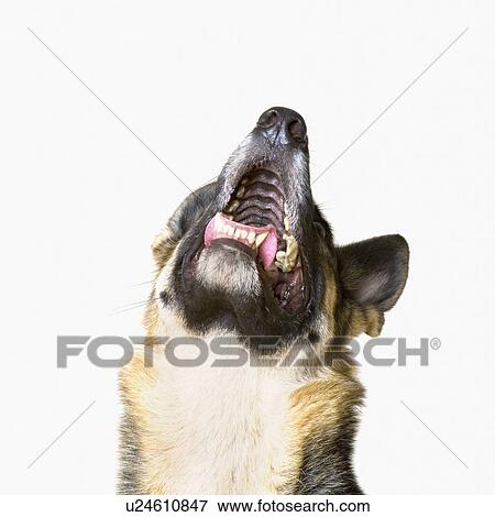 Close-up of a German Shepherd raising its head to howl View Large Photo Image Stock Photo - Close-up of a German Shepherd raising its head to howl. Fotosearch