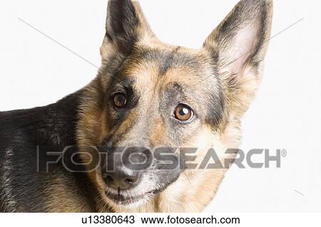 Stock Image - Close-up of a German Shepherd. Fotosearch