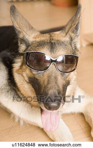 Close-up of a German Shepherd wearing sunglasses and panting View Large Photo Image Stock Photo - Close-up of a German Shepherd wearing sunglasses and panting. Fotosearch