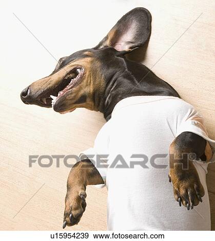 High angle view of a Doberman Pinscher lying on a hardwood floor View Large Photo Image Stock Photo - High angle view of a Doberman Pinscher lying on a hardwood floor. Fotosearch