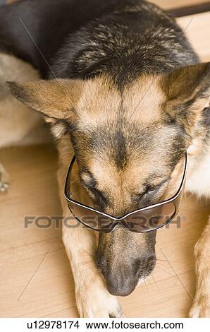 High angle view of a German Shepherd wearing sunglasses View Large Photo Image Picture - High angle view of a German Shepherd wearing sunglasses. Fotosearch