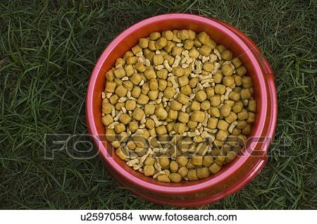High angle view of dog food in a dog bowl View Large Photo Image Picture - High angle view of dog food in a dog bowl. Fotosearch