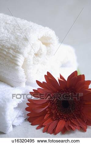Stock Photography - Close-up of a red flower with three towels. Fotosearch