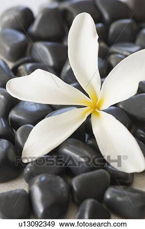 Stock Photo - Close-up of a white flower on black pebbles. Fotosearch