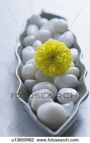 Close-up of a yellow flower with white pebbles in a bowl View Large Photo Image Stock Image - Close-up of a yellow flower with white pebbles in a bowl. Fotosearch
