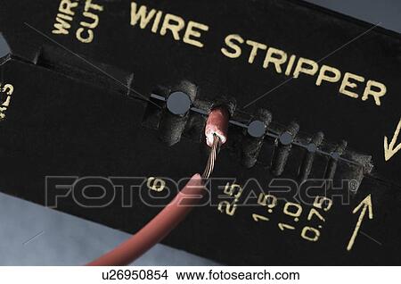 Close-up of a red wire into a wire cutter View Large Photo Image Picture - Close-up of a red wire into a wire cutter. Fotosearch