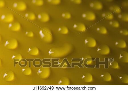 Close-up of water drops on a yellow surface View Large Photo Image Stock Photo - Close-up of water drops on a yellow surface. Fotosearch