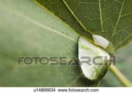Close-up of a drop of water on a leaf View Large Photo Image Picture - Close-up of a drop of water on a leaf. Fotosearch