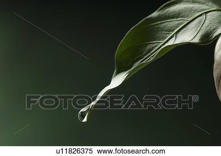 Stock Photography - Close-up of a drop of water on a leaf. Fotosearch