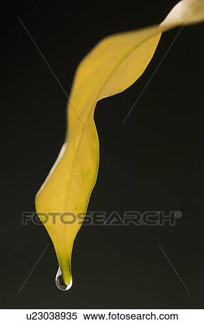 Stock Photography - Close-up of a drop of water on a leaf. Fotosearch