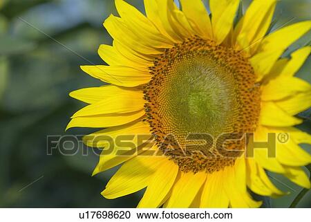 Close-up of a sunflower (Helianthus annulus) View Large Photo Image Stock Image - Close-up of a sunflower (Helianthus annulus). Fotosearch