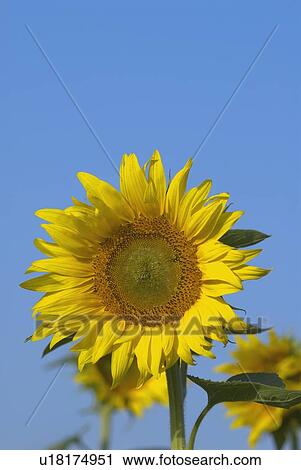Close-up of a sunflower (Helianthus annulus) View Large Photo Image Stock Image - Close-up of a sunflower (Helianthus annulus). Fotosearch