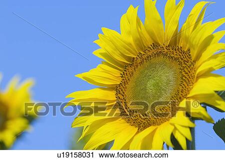 Stock Image - Close-up of a sunflower (Helianthus annulus). Fotosearch
