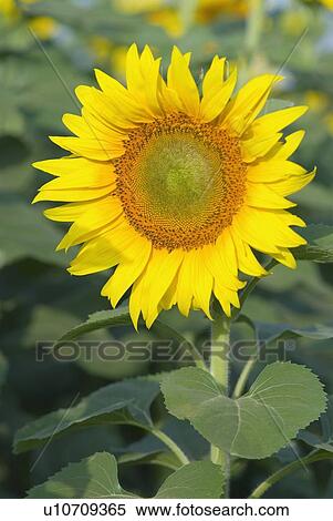 Stock Photography - Close-up of a sunflower (Helianthus annulus). Fotosearch