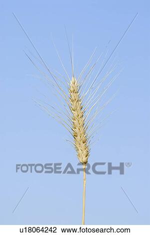 Stock Image - Close-up of a wheat crop. Fotosearch