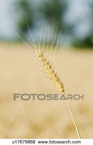 Close-up of a wheat crop View Large Photo Image Stock Photo - Close-up of a wheat crop. Fotosearch