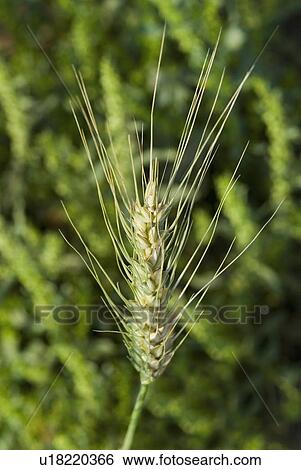 Close-up of a wheat crop View Large Photo Image Stock Photograph - Close-up of a wheat crop. Fotosearch