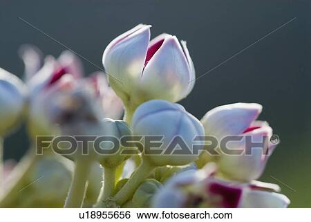 Stock Photograph - Close-up of flower bulbs. Fotosearch
