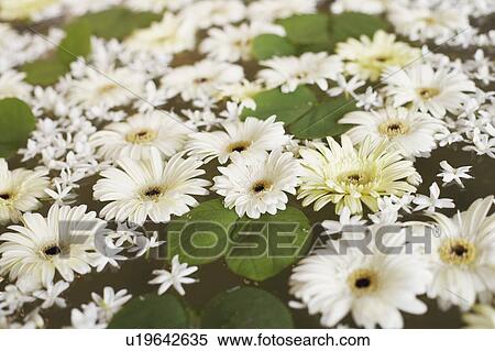 Stock Photography - Close-up of flowers floating on water. Fotosearch