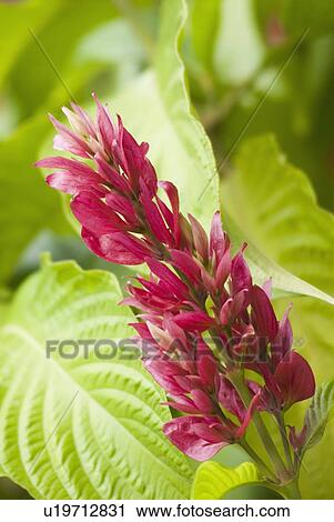 Stock Image - Close-up of flowers. Fotosearch