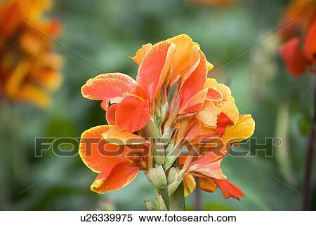 Close-up of flowers View Large Photo Image Stock Photography - Close-up of flowers. Fotosearch