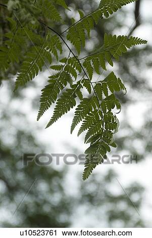 Stock Image - Close-up of leaves of a tree . Fotosearch