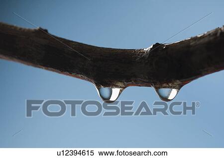 Close-up of water droplets on a branch View Large Photo Image Stock Photography - Close-up of water droplets on a branch. Fotosearch