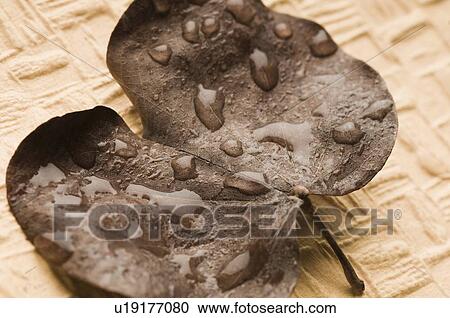 Stock Image - Close-up of water droplets on a dried leaf. Fotosearch