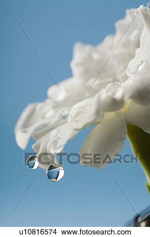 Close-up of water droplets on a flower View Large Photo Image Picture - Close-up of water droplets on a flower. Fotosearch