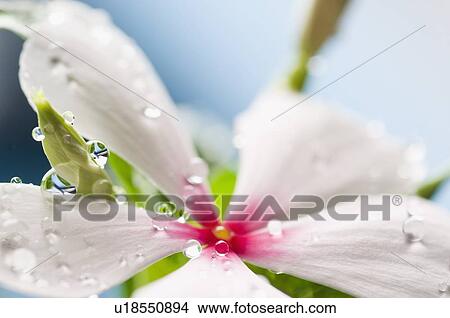 Picture - Close-up of water droplets on a flower. Fotosearch