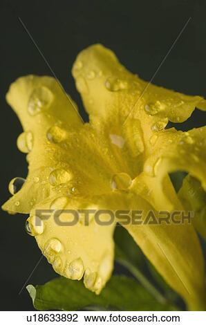 Stock Image - Close-up of water droplets on a flower. Fotosearch