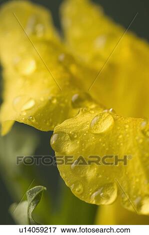 Stock Photo - Close-up of water droplets on a flower. Fotosearch