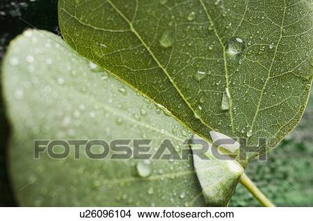 Close-up of water droplets on a leaf View Large Photo Image Picture - Close-up of water droplets on a leaf. Fotosearch
